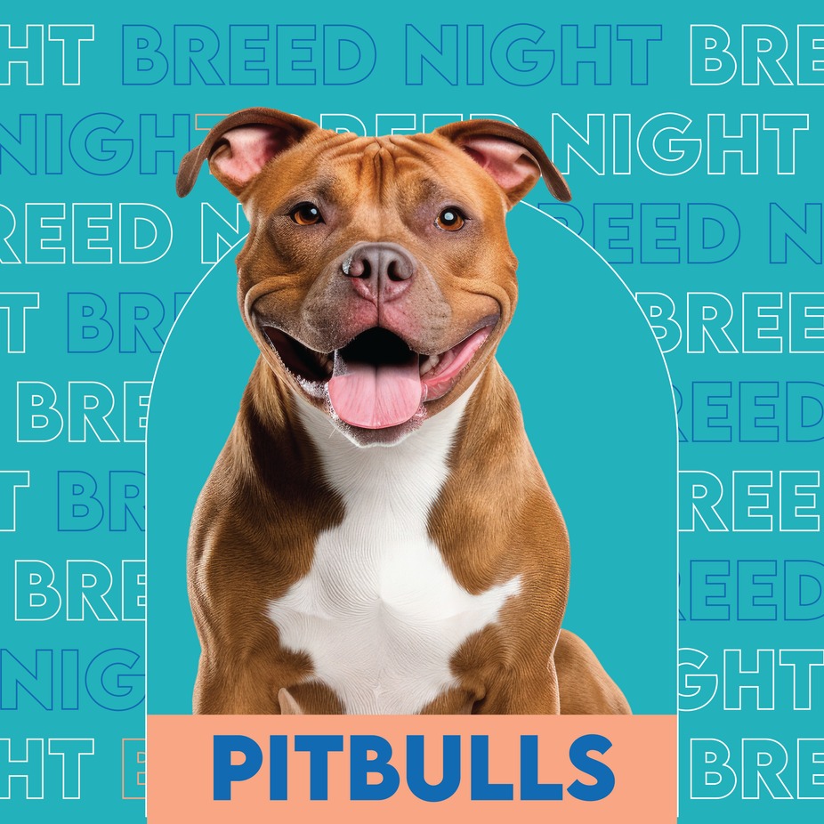 Pitbull breed night event photo