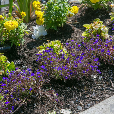 Purple flower gtaden