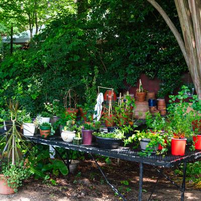 Various potted plants arranged on a black outdoor table surrounded by lush greenery.