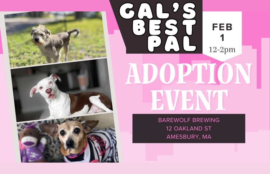 Gal's Best Pal Adoption Event event photo