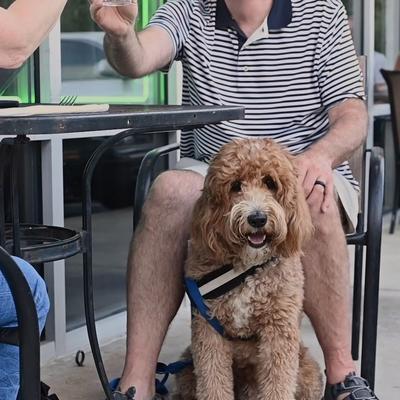 Bear - Just one of our furry friends/guests at 13 Tacos & Taps.
