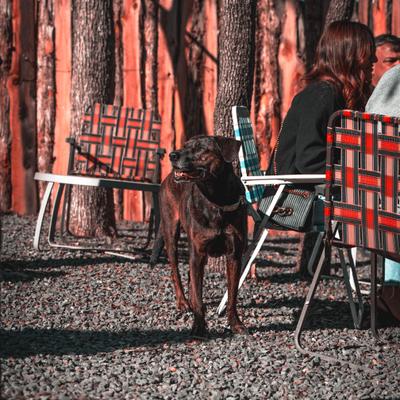 A dog looking around.