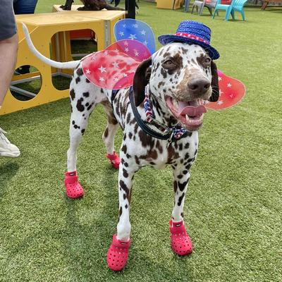 Dalmatian wearing hat and shoes.