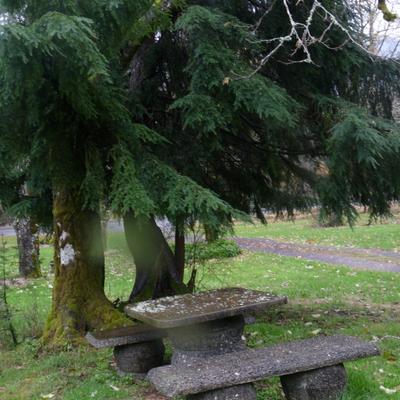 Private bench and a tree above