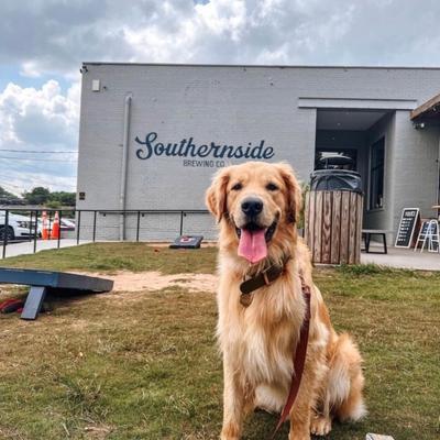 A dog sitting on a lawn with Southernside Brewing building in the back