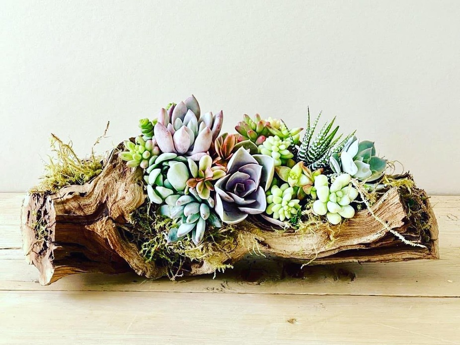 Driftwood Succulent Arrangement Hosted by: Rusted Rabbit event photo