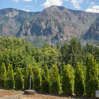Natural landscape, forest in front