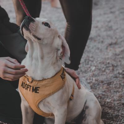 gallery photo number 15