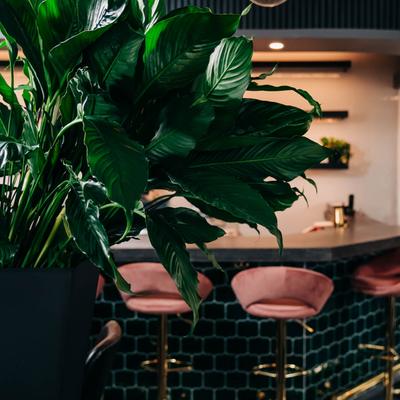 Interior plant decorations and Bar.