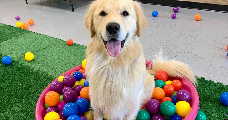 Golden Retriever in a tub with plastic balls