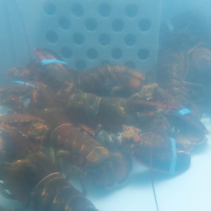 Live lobsters   1 1/2 pounders photo