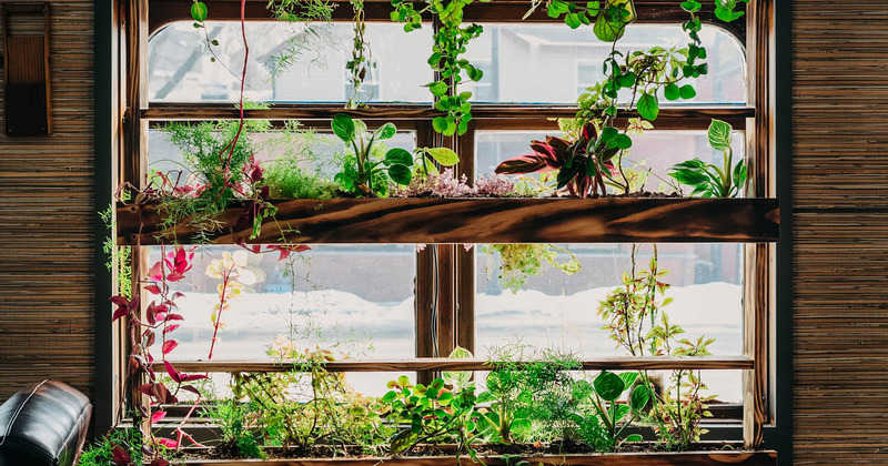 Interior, a shelf with plants