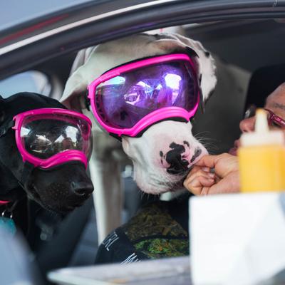 Dogs wearing goggles.