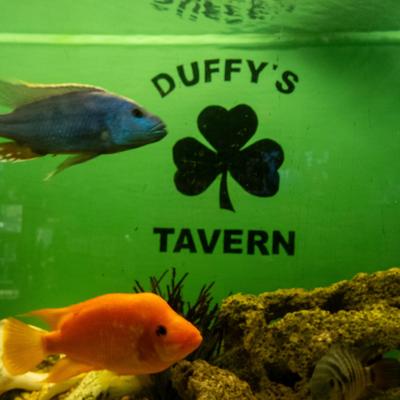 gallery photo number 49