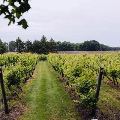 Vineyard rows with green grapevines, a grassy path between, and trees in the background.