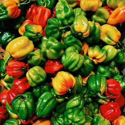 Different types of vegetables