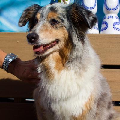 A hand stroking a dog.