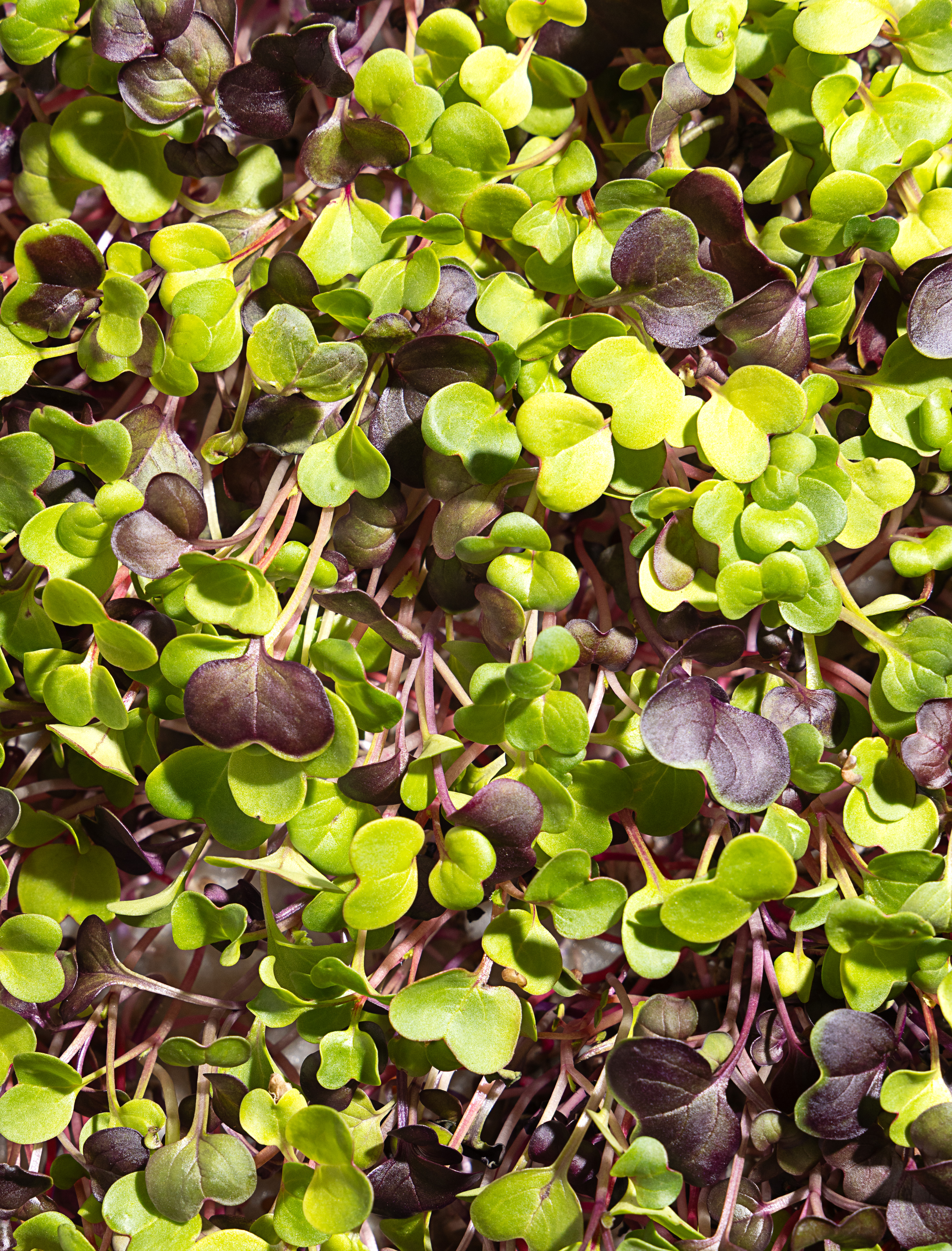 lush amaranth microgreens
