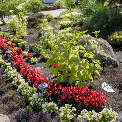 Red and white flowers, flower garden