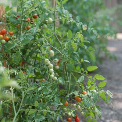 gallery photo number 15