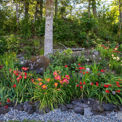 Flower garden with forrest in the back