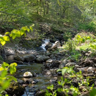Small stream flowing through a rocky sunlit forest with green foliage.