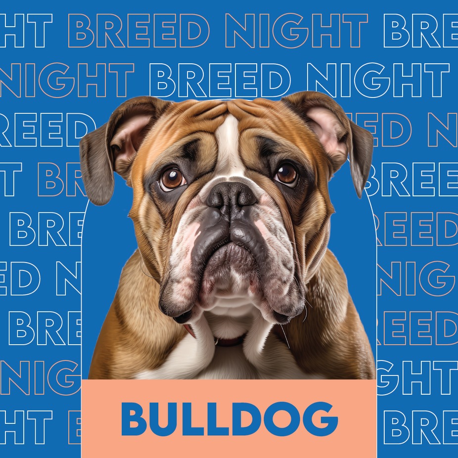 Bulldog breed night event photo