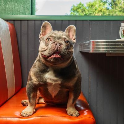 A pet dog on a seat.