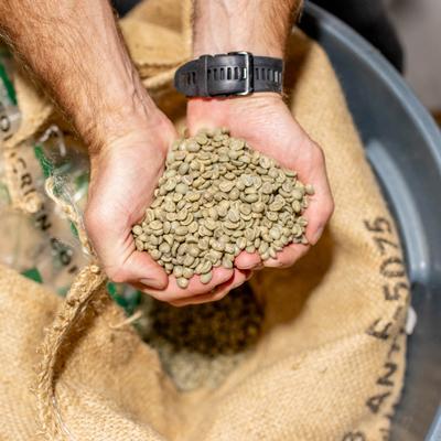 Employee with unroasted coffee beans.
