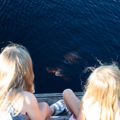 Children observing some turtles at the lake