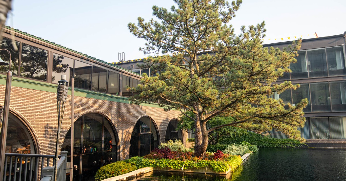 A pine tree grows from a planter in a pond in front of a brick building with arched windows