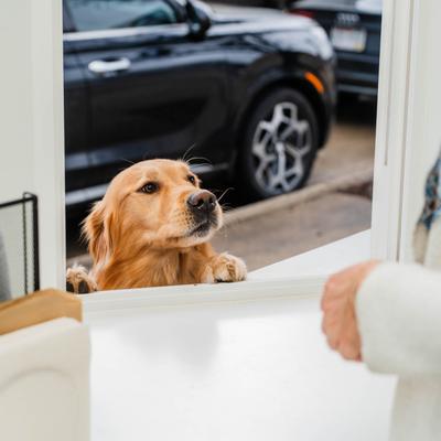 A dog leaning over the table.