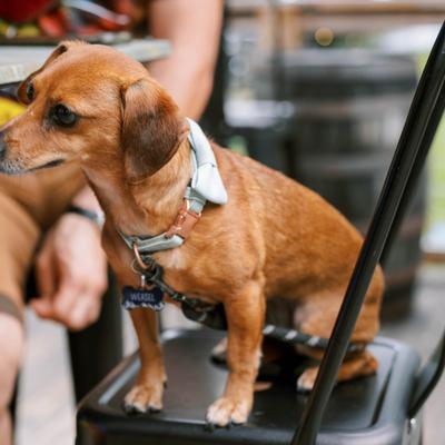 Small brown dog with floppy ears and harness standing on a dark chair.