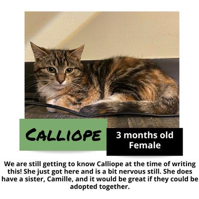 gallery photo number 4