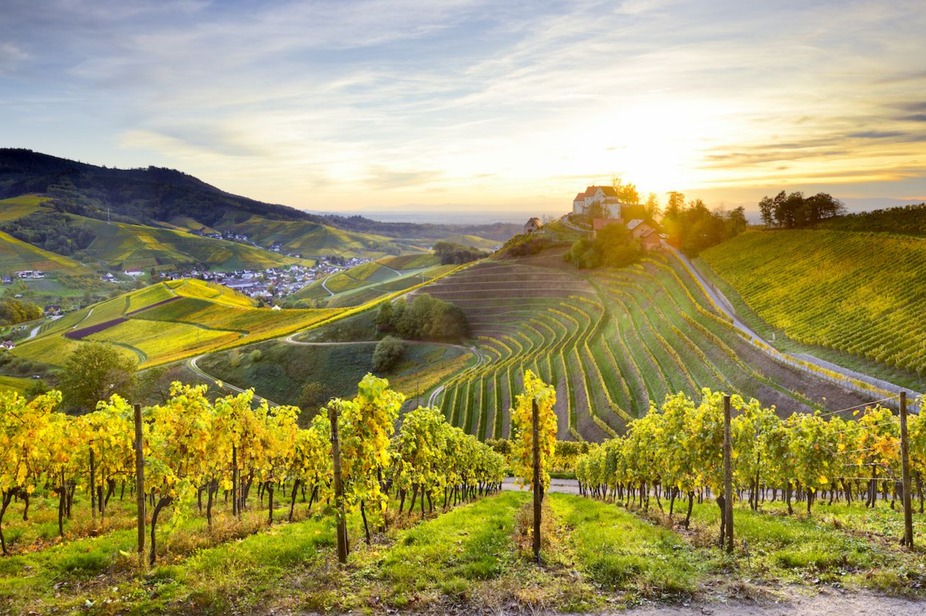 Annual German Wine and Dine Wine Dinner event photo
