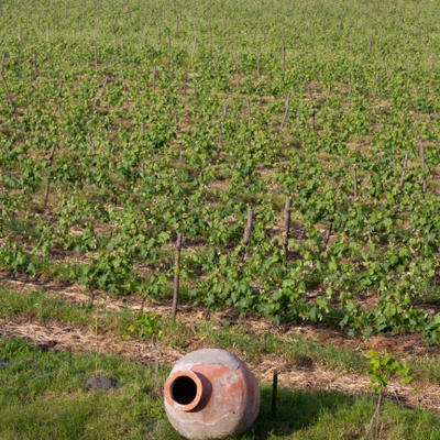 qvevri in vineyard