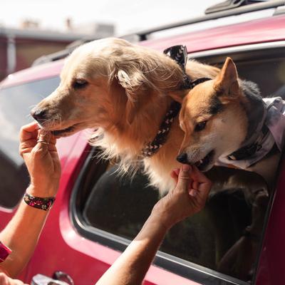 Dogs eating from their owner's hands.