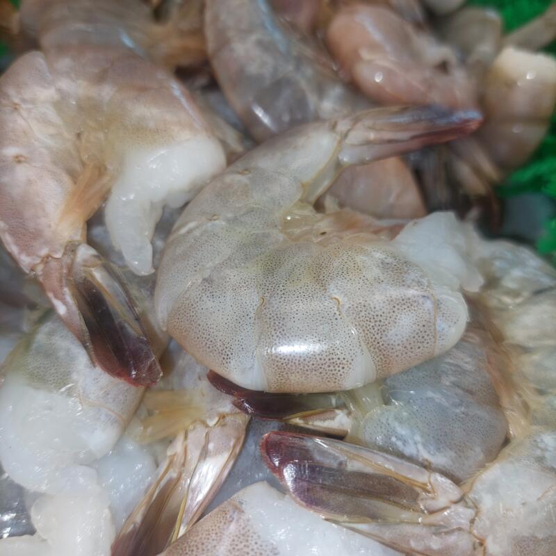 Large Shell on Shrimp photo