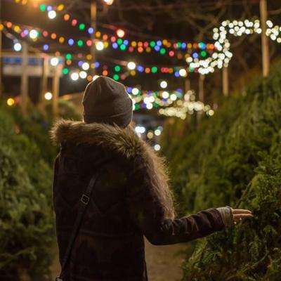 One of guests looking at Christmas trees