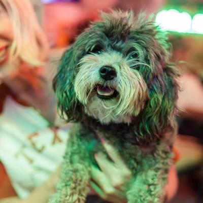 gallery photo number 61