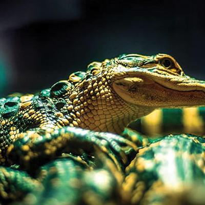 An alligator, close up.