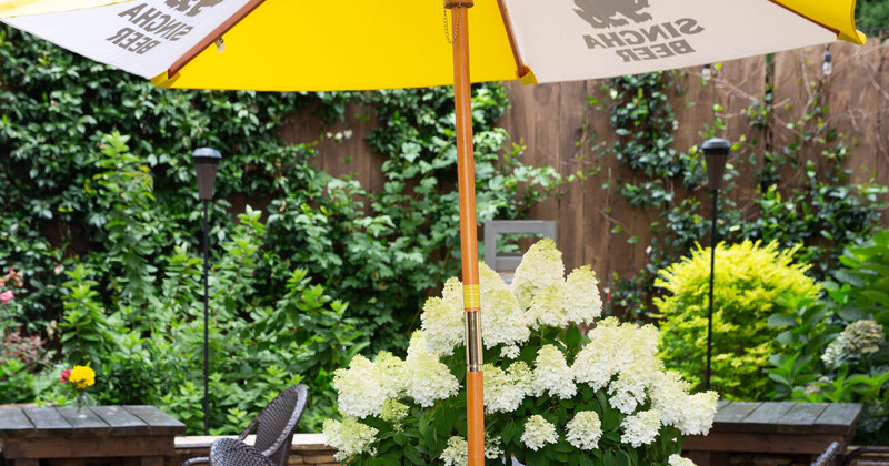 Patio, parasol and flowers