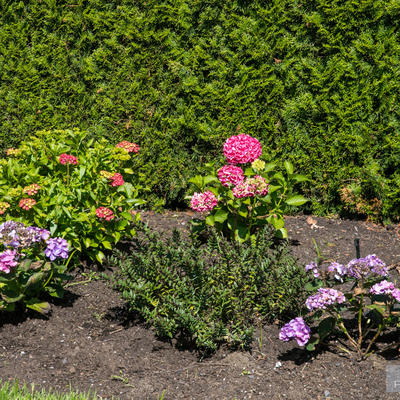 Flower garden with bushes in the back