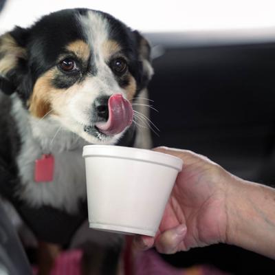 Dog having ice cream from the cup.
