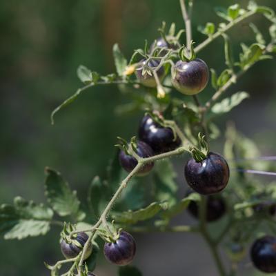 gallery photo number 26