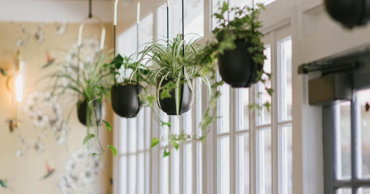 Hanging potted plants