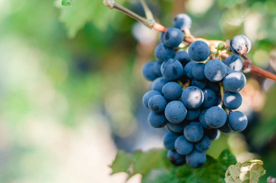 Hopfler Winery Wine Dinner event photo