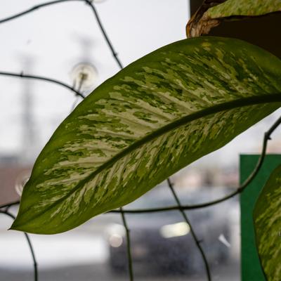 Green leaf against a window with a blurred background.