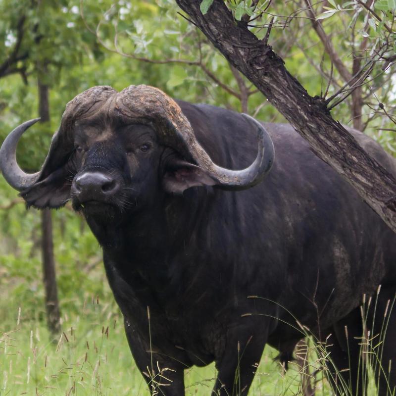 Exotic Buffalo Ribeye Steak photo
