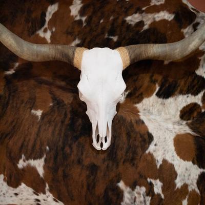 Decorative cow skull and hide on a wall.